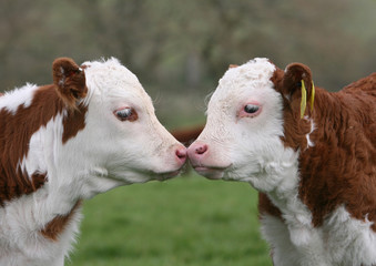 Hereford claves nose to nose - obrazy, fototapety, plakaty