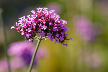 Verbena bonariensis flowers (Argentinian Vervain or Purpletop Vervain, Clustertop Vervain, Tall Verbena, Pretty Verbena) in garden. 