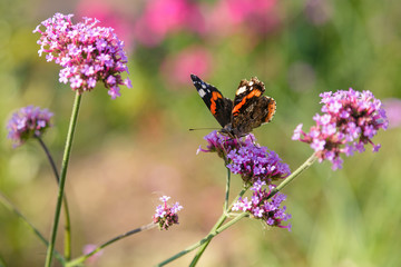 Verbena bonariensis flowers (Argentinian Vervain or Purpletop Vervain, Clustertop Vervain, Tall Verbena, Pretty Verbena) in garden. Beautiful butterfly collects nectar on the flowers of verbena.