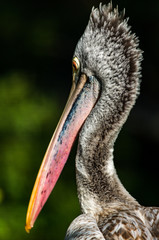 close up of a head of pelican