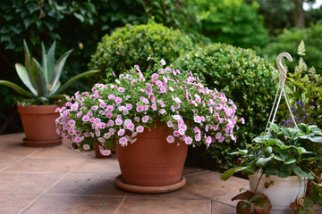 Garden decorations with flowers in pots and flower beds, terraces, balconies and pappers and stairs.