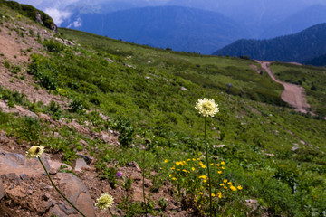 Close up of a cream pincushion (scabiosa ochroleuca) flower is blooming in Alpine meadows, in the mountains