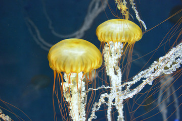 水槽を漂う美しいクラゲ　パシフィックシーネットル