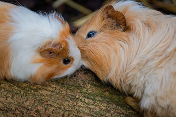 Close up image of two guinea pigs that seem to kiss eachother.
