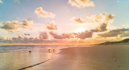 Landscape sea sunset with birds