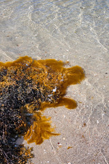 Bladder wrack