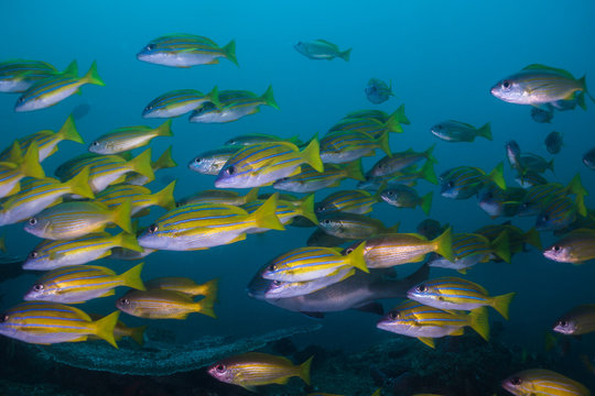 Bluebanded snapper or Bluelined snapper (Lutjanus kasmira) school of yellow fish.