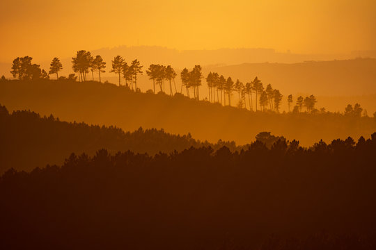 Amazing hills at sunset with trees in a row on top