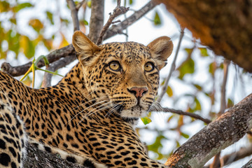 Leopard over the tree looking into the distance