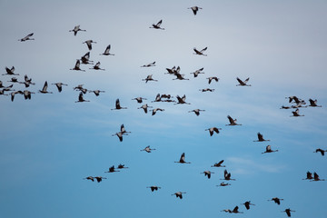 Random cranes flying against sky, profile view