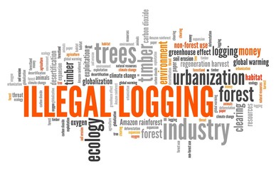 Fototapeta premium Illegal logging