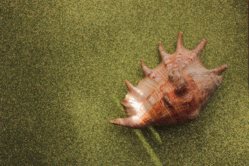 shell on a background