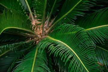 Obraz na płótnie Canvas Bright green leaves Cycas revoluta, soft focus