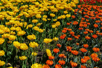 Fototapeta na wymiar Beautiful tulips in the garden. Bulbous plants in the garden.