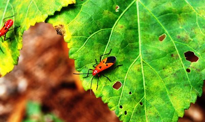 bug on a leaf