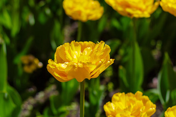 Beautiful tulips in the garden. Bulbous plants in the garden.