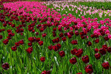 Beautiful tulips in the garden. Bulbous plants in the garden.