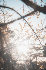 Albero uno