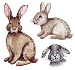 Watercolor cute easter bunnies set. Hand drawn rabbits illustration isolated on white