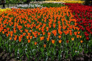 Beautiful tulips in the garden. Bulbous plants in the garden.