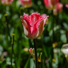 Beautiful tulips in the garden. Bulbous plants in the garden.