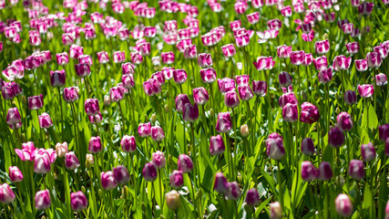 Naklejka premium Beautiful tulips in the garden. Bulbous plants in the garden.