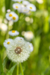 タンポポの綿毛