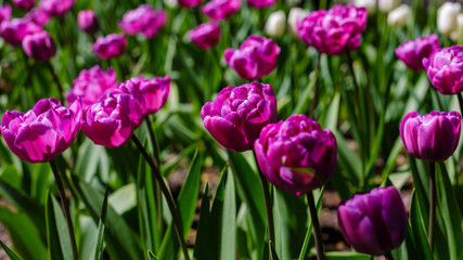 Obraz premium Beautiful tulips in the garden. Bulbous plants in the garden.