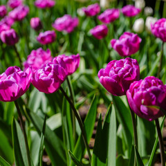 Beautiful tulips in the garden. Bulbous plants in the garden.