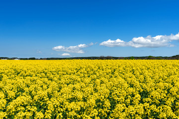 Obraz premium 【青森県横浜町】北国の春、菜の花の絨毯
