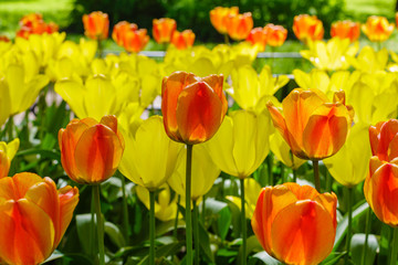Yellow and orange tulips in the garden. Bulbous plants in the garden.