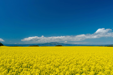 Obraz premium 【青森県横浜町】北国の春、菜の花の絨毯