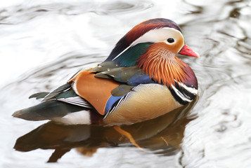a mandarin duck swims in the pond