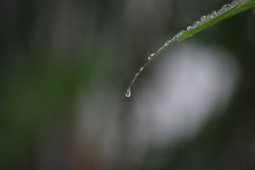 rain drops on green grass