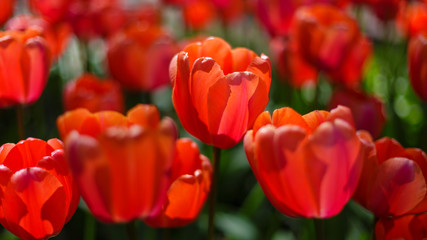 Beautiful red tulips in the garden, sort Sweetheart. Bulbous plants in the garden.