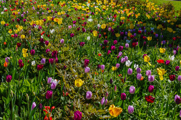 Beautiful tulips in the garden. Bulbous plants in the garden.