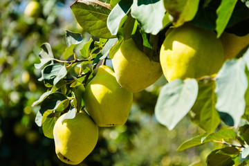 Apple tree.Harvest in Turkey.Autumn apple variety.Green Garden. Farm in Selcuk,Turkey.Apple...