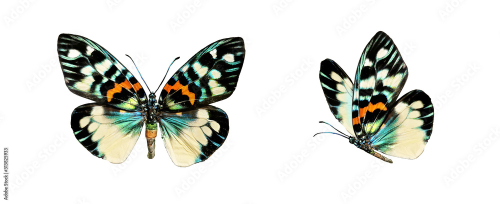 Poster set two beautiful colorful bright multicolored tropical butterflies with wings spread and in flight 