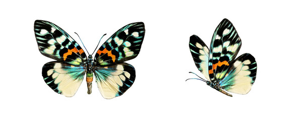 Fototapeta Set two beautiful colorful bright  multicolored tropical butterflies with wings spread and in flight isolated on white background, close-up macro. obraz