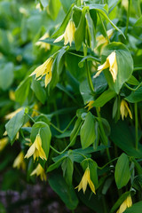 Yellow Flowering Spring Uvularia Grandiflora Bellwort Merrybells Plant in spring garden