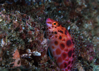 Obraz na płótnie Canvas Spotted hawkfish (Cirrhitichthys oxycephalus) side view of a brightly colored fish with dark spots sitting on the reef.