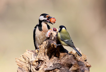 Unexpected meeting of great spotted woodpecker and  freat tit on forest feeder..Soft morning light.