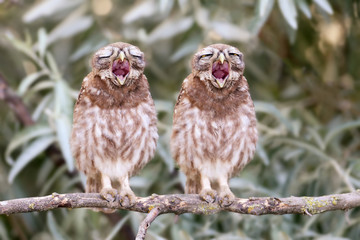 Two young little owl chicks yawn on a branch. Funny collage.