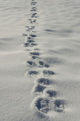 rabbit traces in snow