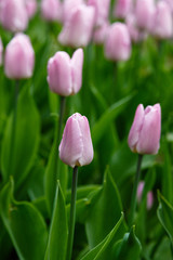 Pink tulips in the garden, sort Candy Prince. Bulbous plants in the garden.