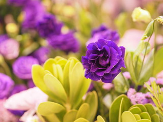 violet rose flower arrangement Beautiful bouquet on blurred of nature background symbol love Valentine Day beautiful in nature