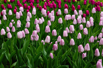 Pink tulips in the garden, sort Candy Prince. Bulbous plants in the garden.