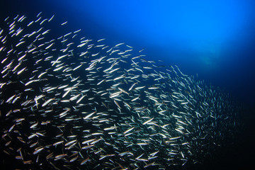 Fototapeta na wymiar Sardines and tuna fish 