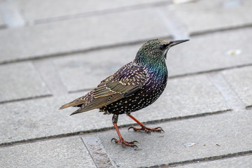 Common Starling (Sturnus vulgaris), also known as the European Starling