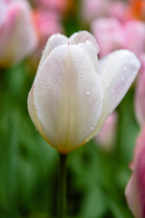 Fototapeta premium Beautiful pink tulips in the garden, sort Flaming Purissimi. Bulbous plants in the garden.